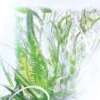 Geranium-Parfüm – Luxuriance – Rivières de Cartier | Cartier